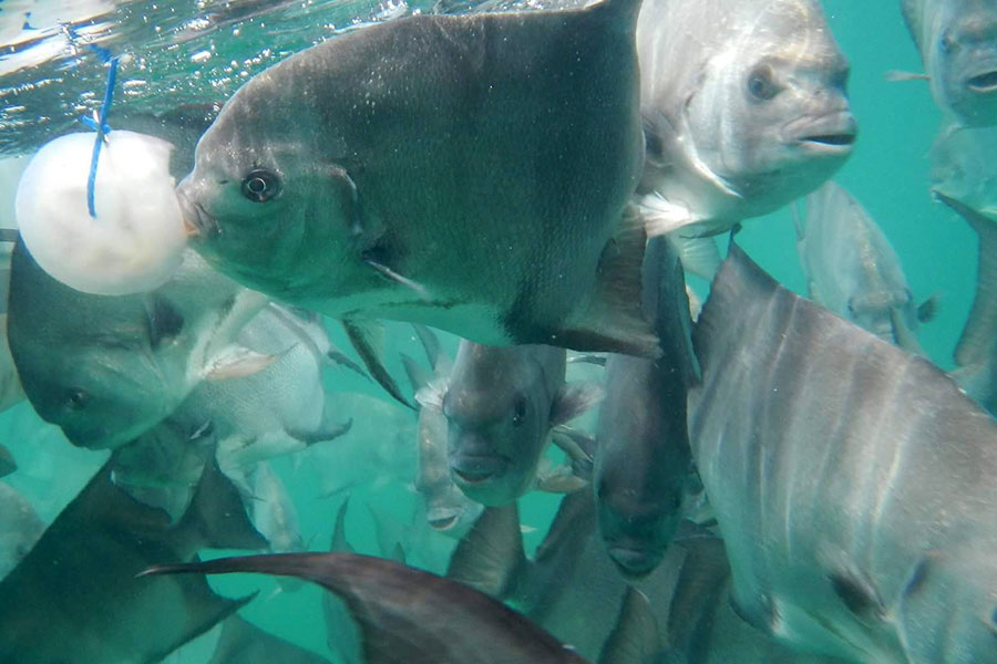 Sheepshead schooling underwater around structure