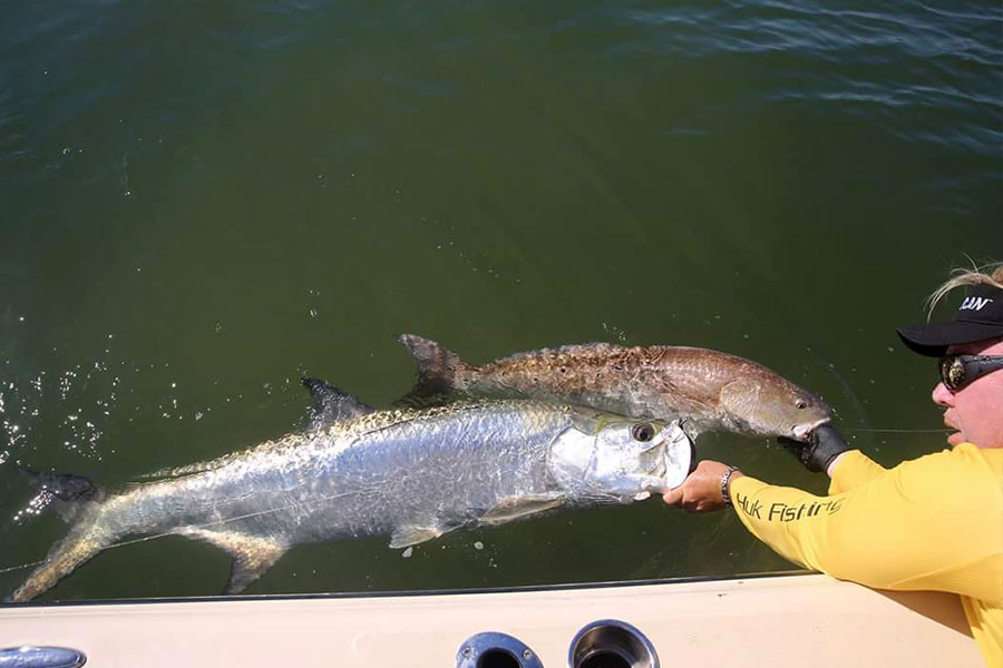 Tarpon beside the boat ready for release