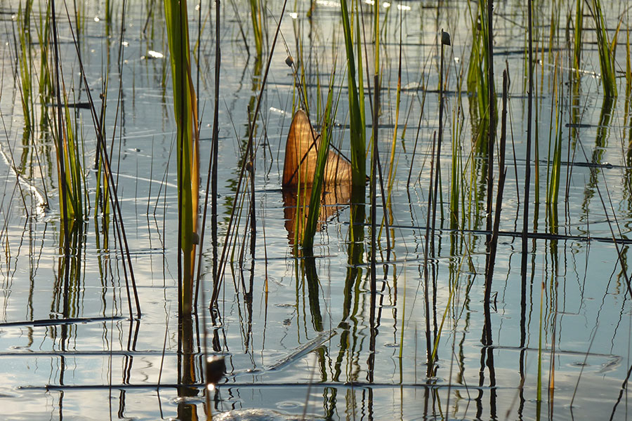 Redfish tailing in flooded marsh grass