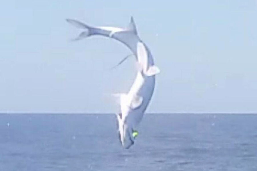 Tarpon leaping out of the water