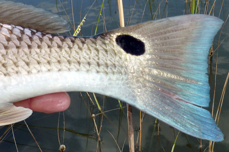 Close-up of the spot on a redfish tail