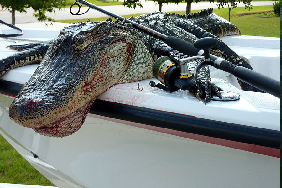 Alligator resting on the bow of a boat in the Georgia marsh