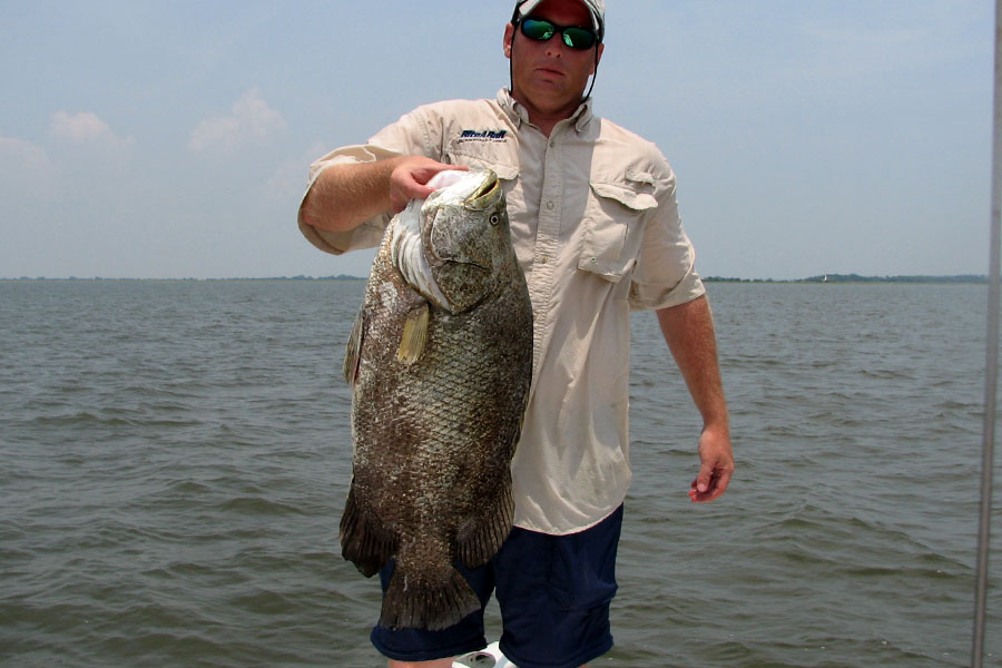 Angler holding a large tripletail on the flats