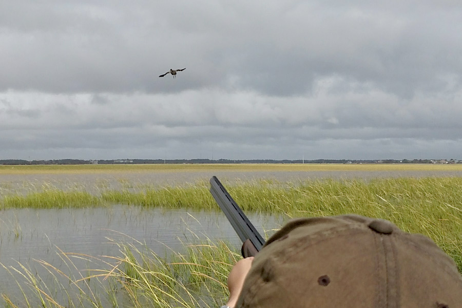 Marsh hen flushing over coastal Georgia salt marsh