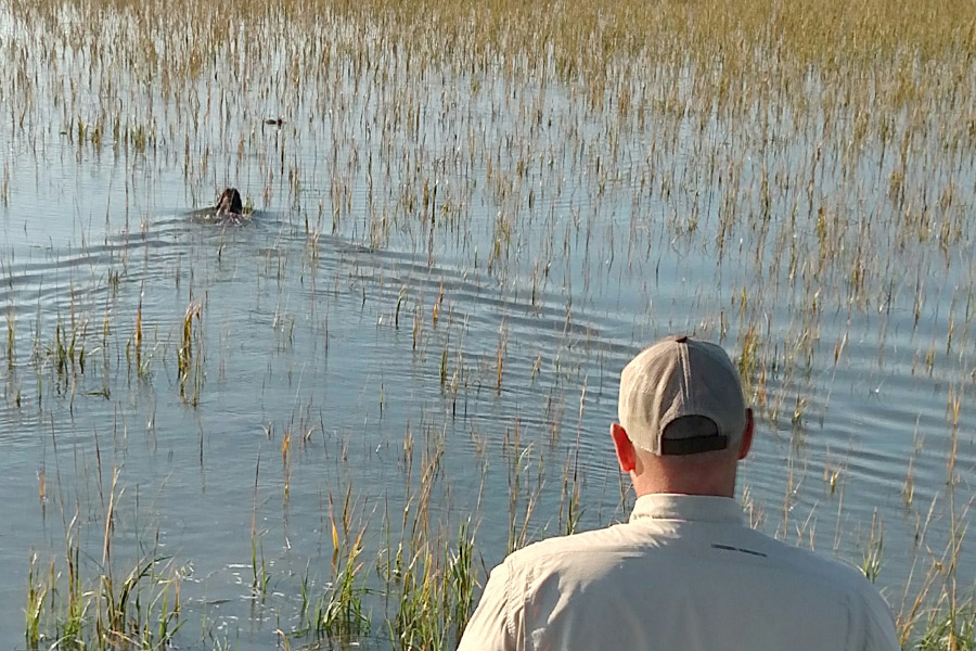 Hunter watching the flooded spartina marsh on a marsh hen hunt