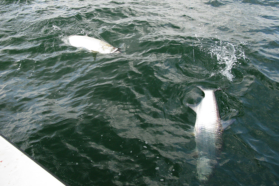 Fish splashing at the surface near the boat