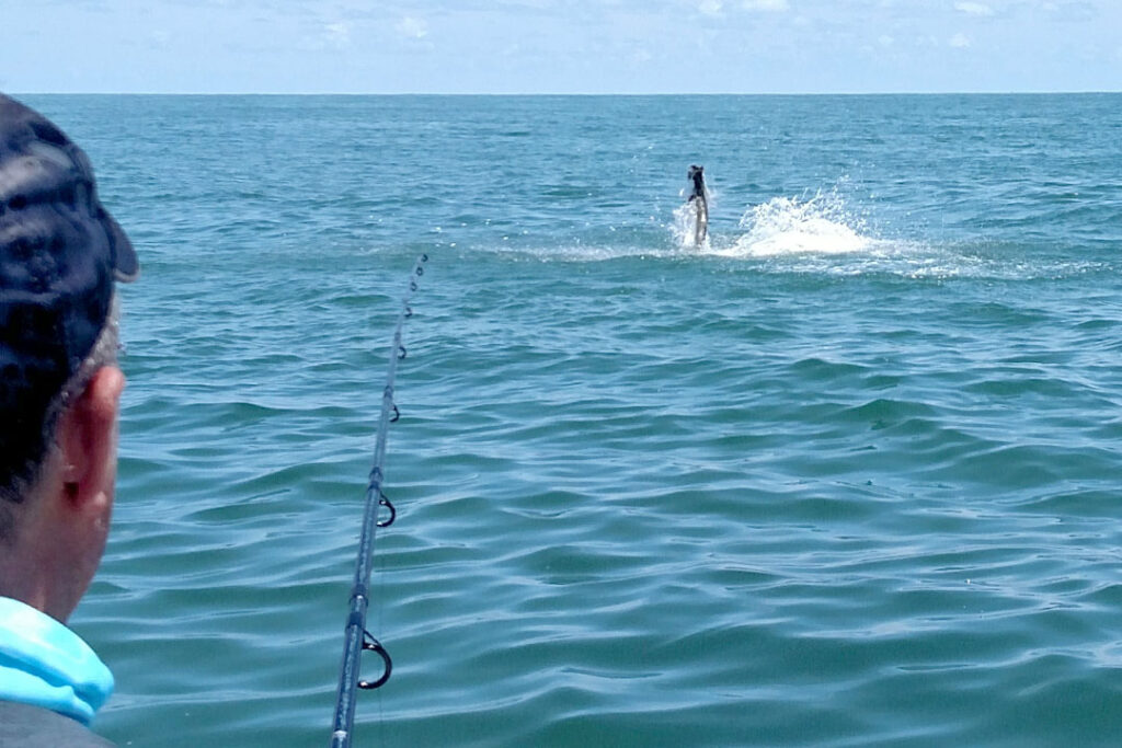 Tarpon leaping at the end of the line off the Georgia coast