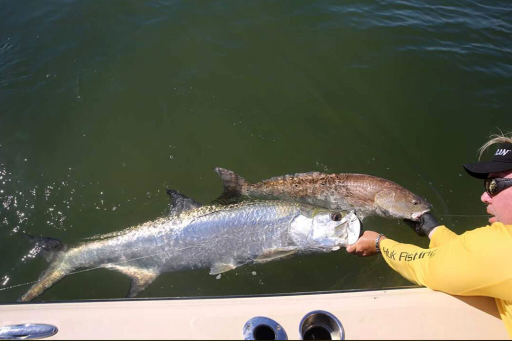 Tarpon being released beside the boat