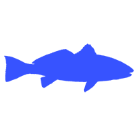 Redfish illustration