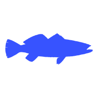 Seatrout illustration