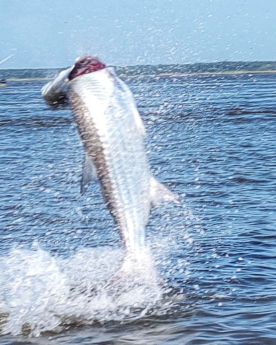 Tarpon jumping clear of the water
