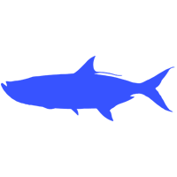 Tarpon illustration